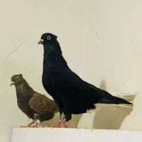 اشعل زاغ دم سفید کبوتر