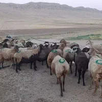 20 راس گوسفند زاییده بره ها جو خور جفتی 52