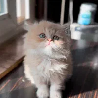 فروشگاه گربه های اصیل (پرشین بریتیش اسکاتیش)|گربه|شیراز, دروازه اصفهان|دیوار