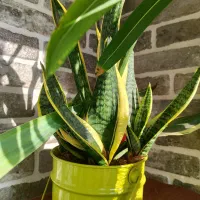 سانسوریا لب طلایی