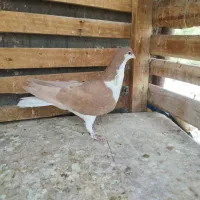 طوقی و دمسفید