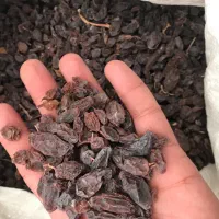 کشمش افتابی