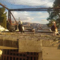 پنج عدد کبوتر