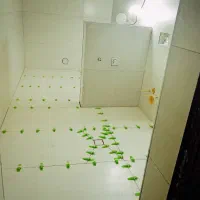 کاشیکاری و سنگکاری|خدمات پیشه و مهارت|بندر کنگان, |دیوار