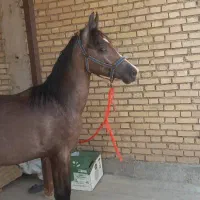 کره اسب نریان چابک وسرحال برای فروش