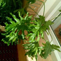 آنلاین شاپ گل|گل و گیاه طبیعی|گلبهار, شهر جدید گلبهار|دیوار