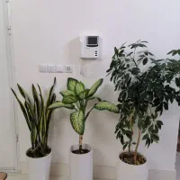 گل طبیعی و سرحال خیلی قیمت مناسب