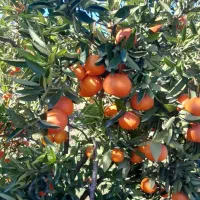 پرتقال،نارنگی درجه 1|عمدهفروشی|شیرگاه, |دیوار