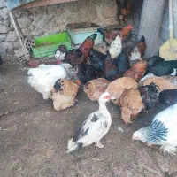 بوقلمون نر ،مرغ ،خروس ،اردک ،غاز|حیوانات مزرعه|اردبیل, |دیوار