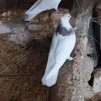 کبوتر طوقی|پرنده|شهرضا, |دیوار