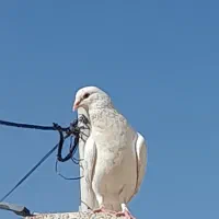 کبوتر|پرنده|سمیرم, |دیوار