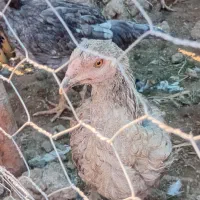 مرغ وخروس گلین جوجه لاری|حیوانات مزرعه|مزرعه کتول, |دیوار