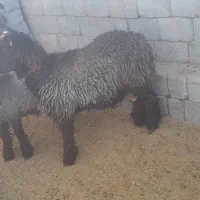 بره قوچی|حیوانات مزرعه|میانکوه, |دیوار