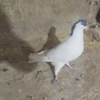 کبوترپرشی