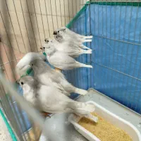 فنچ|پرنده|شیراز, کوشک میدان|دیوار