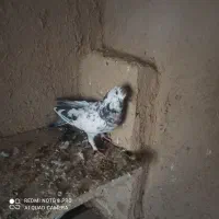 ۱۳ عدد کفتر پرشی روزگاری|پرنده|گلپایگان, |دیوار