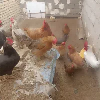 مرغ تخم گذار