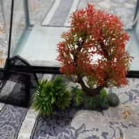 آکواریوم|ماهی|ری, علایین|دیوار