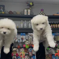 سامویید نرو ماده|سگ|تهران, شهرک آزمایش|دیوار