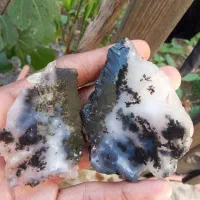 شجر مشکی جفت