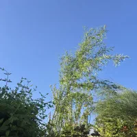 نظافتچی خانم یا اقا