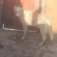 واگزاری|سگ|یزد, |دیوار