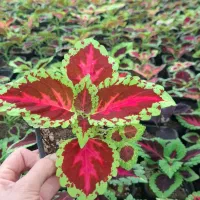 فروش ویژه   به مناسبت روز مادر|گل و گیاه طبیعی|مشهد, ده دی|دیوار