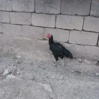 قیمت ۱۳۰۰۰۰۰۰