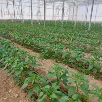 فروش گلخانه ۴۴۰۰ متر مربع|فروش دفتر صنعتی، کشاورزی، تجاری|عسگران, |دیوار