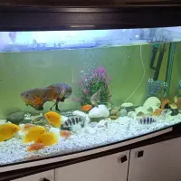 آکواریوم شرکتی