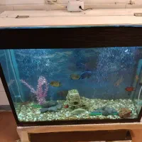 اکواریوم باتمام وسایل|ماهی|مرودشت, فرهنگ|دیوار