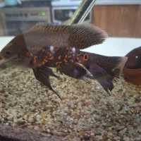 اسکار باله بلند تایگر