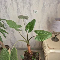 گیاه بابا آدم