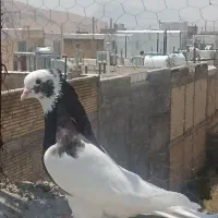 طوقی سرکه ای نر