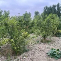 باغ-داخل-بافت