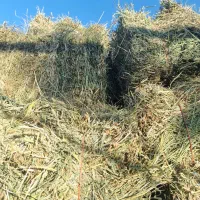 پرس یونجه چین چهار پرگل.وبیست عدد پرس شبدر چین دو|لوازم جانبی حیوانات|بروجرد, |دیوار