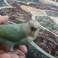 کوتوله برزیلی 2 عدد|پرنده|بابلسر, |دیوار