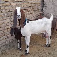 بز پاکستانی|حیوانات مزرعه|تربت‌حیدریه, بالا ولایت|دیوار