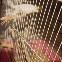 یک جفت عروس هلندی