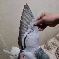 چپ سبز|پرنده|جم, |دیوار