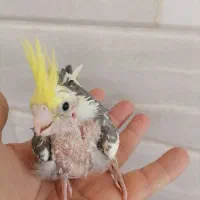 جوجه کوتوله، جوجه عروس|پرنده|اردکان, |دیوار