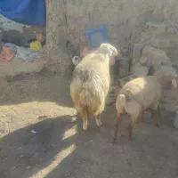 ارشق|حیوانات مزرعه|ارشق, |دیوار