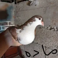 کبوتر چادری یا افشون|پرنده|بندر انزلی, سید آسیه|دیوار