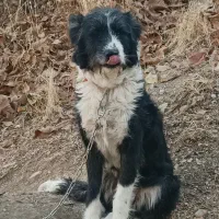 سگ ماده براقی پشمالو|سگ|شیراز, قلات|دیوار