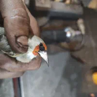 فروش ۳عدد سهره نر