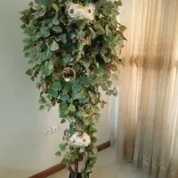 درختچه زالزالک جنگلی