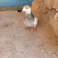 300000|پرنده|دهدشت, |دیوار