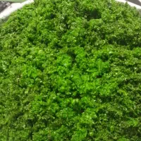 سبزی های خانگی بابهترین طعم وکیفیت|خوردنی و آشامیدنی|شیراز, کوشک بیدک|دیوار