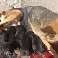 توله سگ ژرمن،پدر مادر وارداتی|سگ|آبیک, |دیوار