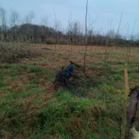 کاشت نهال میوه وصنوبر بصورت کنتراتی وصنوبربدونریشه